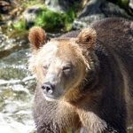 Rocky Mountain Grizzly Centre