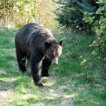 Rocky Mountain Grizzly Centre
