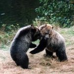 Rocky Mountain Grizzly Centre