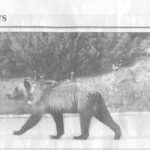 bearstreets news