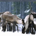 Mountain Caribou Mountain Caribou