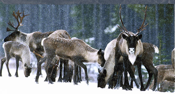 Mountain Caribou
