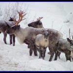 mountain caribou