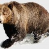 Bear fernie bc