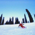 Fernie tree skiing