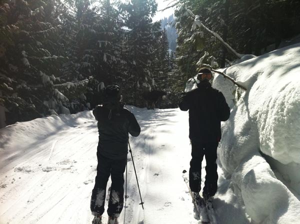 Moose1