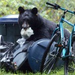Bear Aware