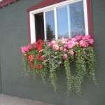 fernie in bloom, korean 036