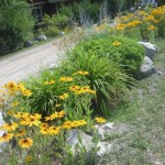 fernie in bloom, korean 039