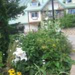 fernie in bloom, korean 042