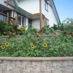 fernie in bloom, korean 044