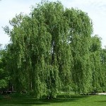 Fernie Spring Willow