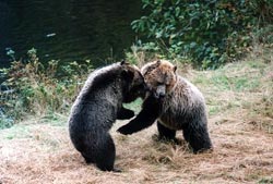 Rocky Mountain Grizzly Centre