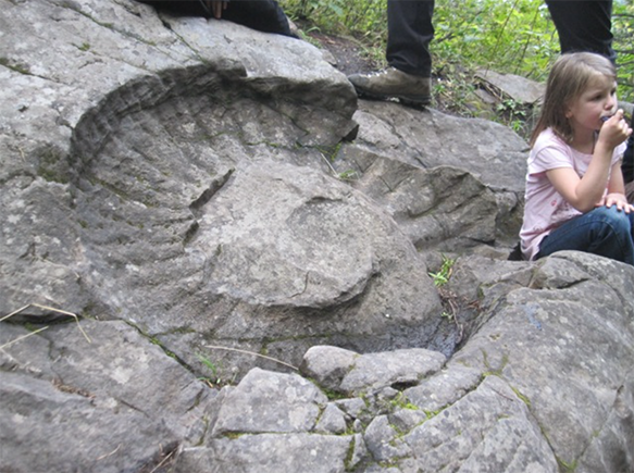 Fernie ammonite