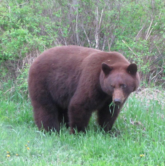 Fernie Bear