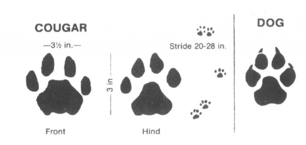 Cougar tracks