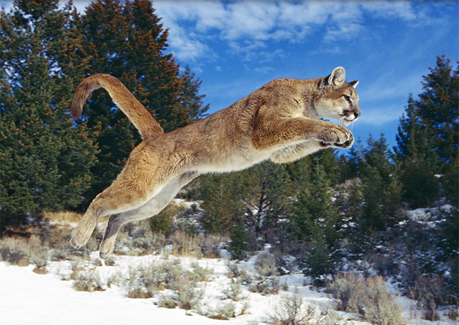 cougar jumping