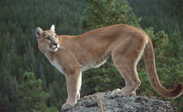 cougar