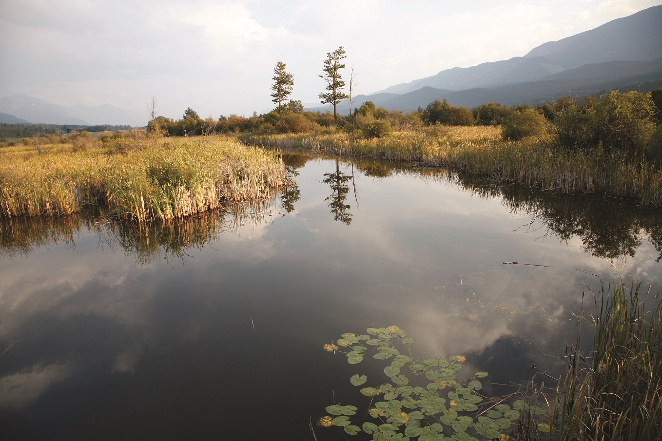 Columbia River Wetlands, near Golden