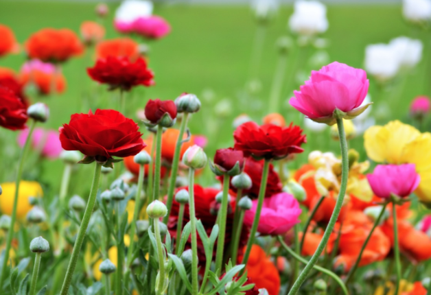 Elko Spring Fling Vendors Fair