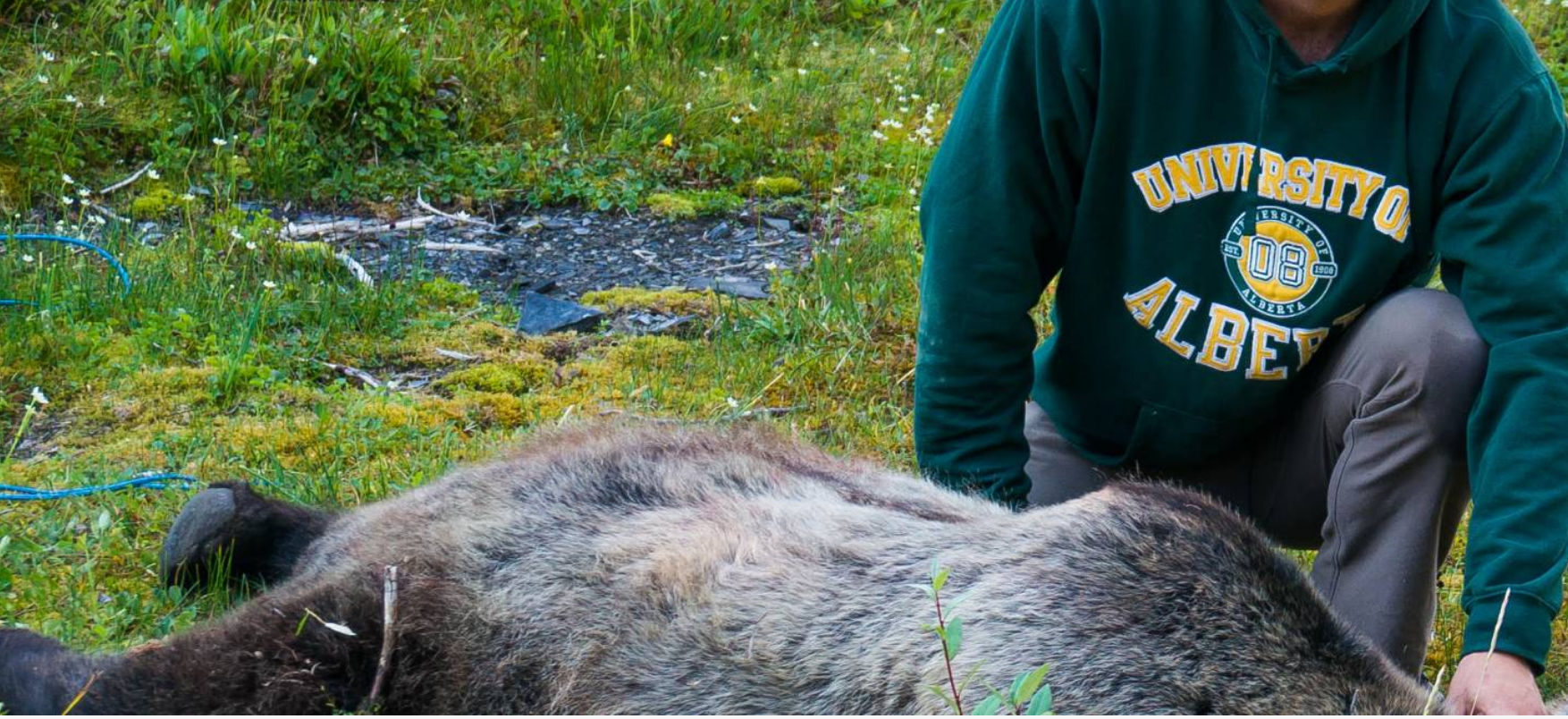 Grizzly Bears: Running Out of Room