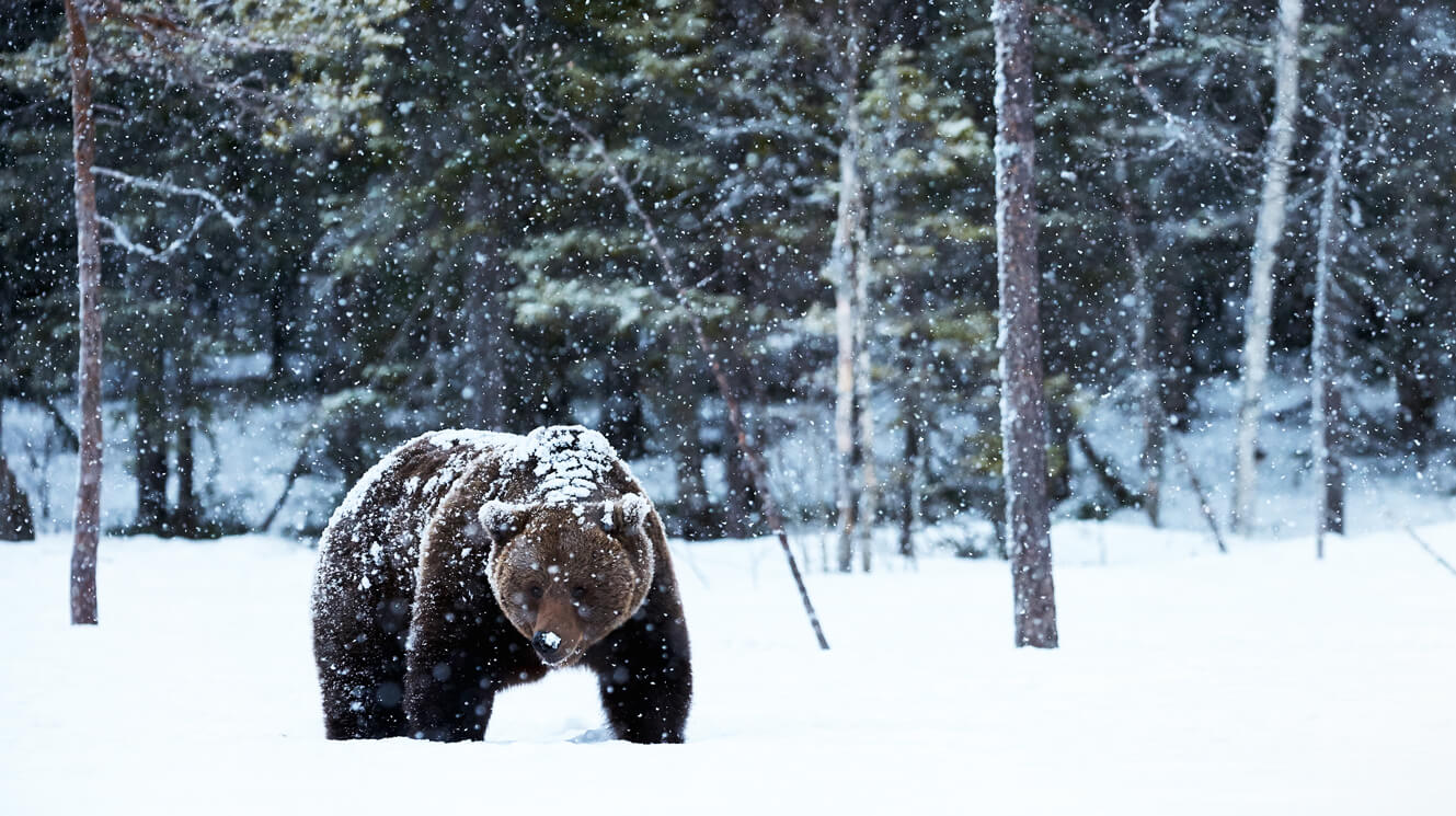 LOOK: Snowfall is starting to get crazy for Browns-Bears Christmas