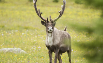 Wildsight supports biodiversity ecosystem health