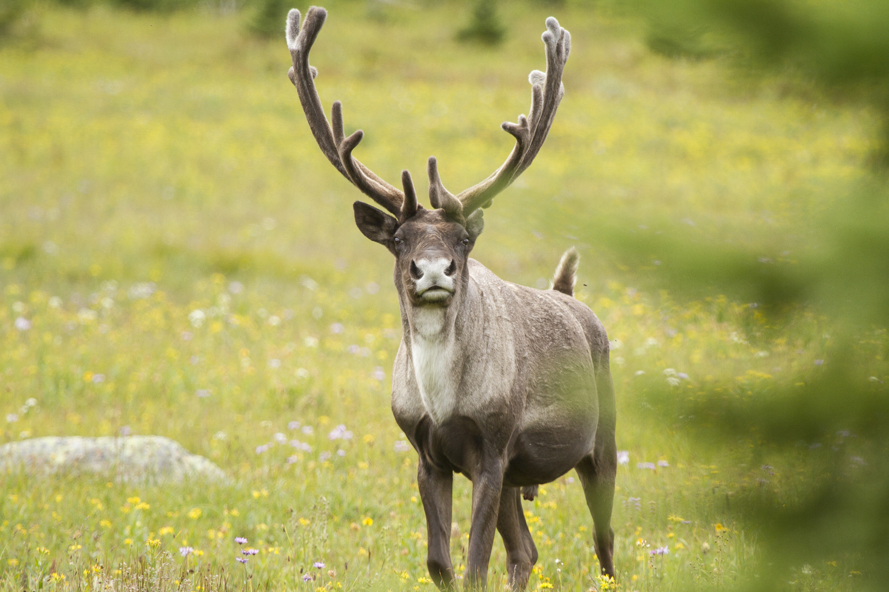 Wildsight supports biodiversity ecosystem health