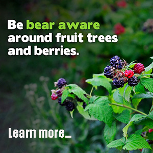 Bear Aware berries & fruit