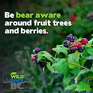Bear Aware berries & fruit