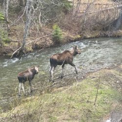 Moose Safety in Fernie: Defensive Wildlife Is Not “Aggressive” Wildlife