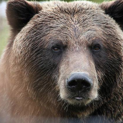 Wild Encounters: Coexisting in Bear Country