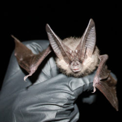 Do Something Positive for Bats this Bat Week