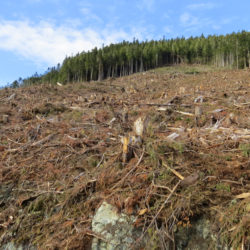 Forest Management Acknowledges Long-standing Problems