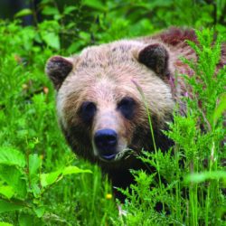 Wildlife Isn’t Looking for Friends — Give Them Space