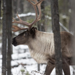 Environment Canada 10-year delay in Mountain Caribou protections