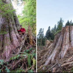 85% of British Columbians want Action for Old-growth Forests
