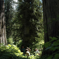 The Last Stand: Join the Provincial Day of Action on Old Growth