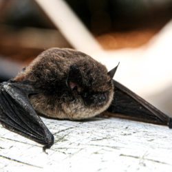 BC Annual Bat Count helps monitor endangered wildlife