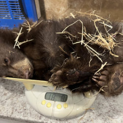 Bear Cub Rescued in Fernie