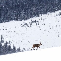 Moratorium on logging in core caribou habitat needed