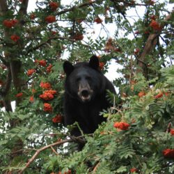 Fernie has funding to keep people and bears safe