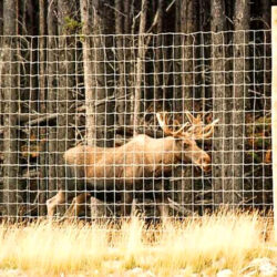 Second Phase of Highway 3 Wildlife Fencing