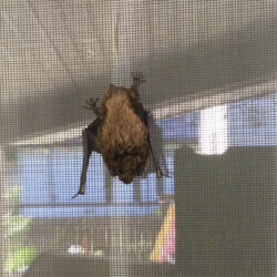 What Do We Do - there’s a Bat at the Door