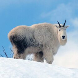 Mountains Goats Need Protection