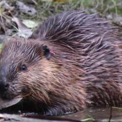 Fernie’s Parks and Beavers: Balancing Nature and Public Safety