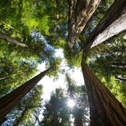 Celebrate the Summer Solstice: Nature's Hidden Turning Point