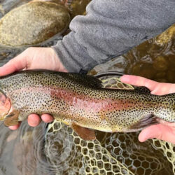 Whirling Disease Threatens the Elk Valley - Let’s Keep It Out