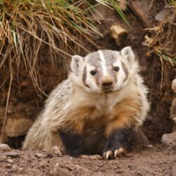 Badgers Need Your Help: Report Sightings and Save Lives