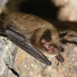 Mosquitoes Beware: Bats Devour Mosquitoes